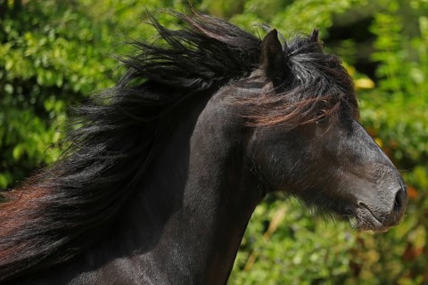 Fell pony, black pony, pony