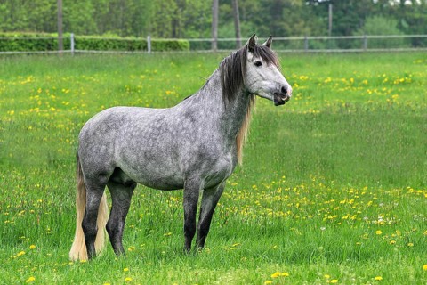 Andalusian, Andalusian horse, Spaniard