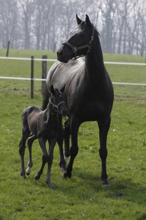 Hanoverian, mare with foal