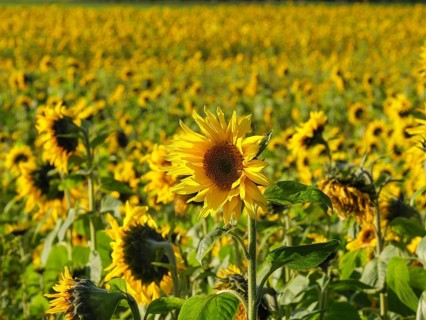 Lively sunflower field, single flower in the foreground, many flowers in the background, blooming