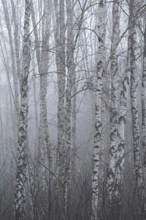 Downy birches (Betula pubescens) in winter in the fog, Lower Saxony, Germany, Europe
