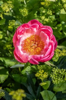 Peony (Paeonia Coral Charm) between yellow umbels (Smyrnium perfoliatum), Emsland, Lower Saxony,
