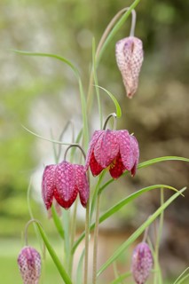 Snake's head fritillary (Fritillaria meleagris), flowers in a meadow, inflorescence, early bloomer,