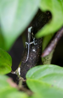 Anolis (Anolis) shedding its skin, sitting on a branch, between leaves, Tortuguero National Park,
