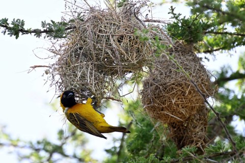 Speke's Weaver (ploceus spekei), male working on nest, Serengeti National Park, Tanzania, Africa