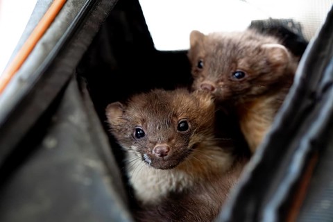 Beech marten (Martes foina), practical animal welfare, two young animals in a transport box in a