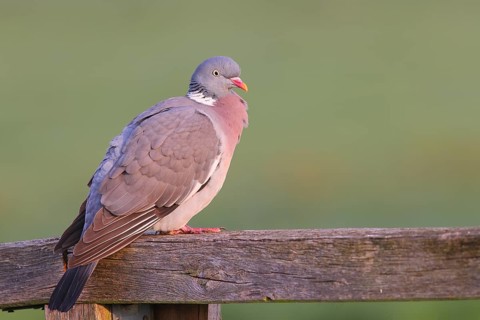 Common wood pigeon (Columba palumbus), sitting on a fence, Ochsenmoor at Lake Duemmer, Lower