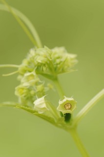 Caigua (Cyclanthera pedata), flower, native to South America