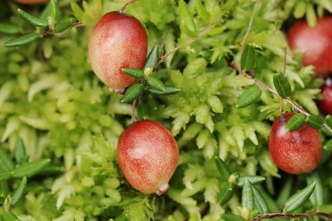 Small cranberry (Vaccinium oxycoccos, Oxycoccus palustris), berries, North Rhine-Westphalia,