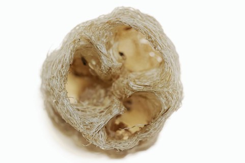 Sponge cucumber (Luffa aegyptiaca, Luffa cylindrica), fibrous interior of the ripe fruit, used as a