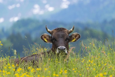 Allgaeu Brown Swiss, (Bos primigenius taurus), Allgaeu, Bavaria, Germany, Europe