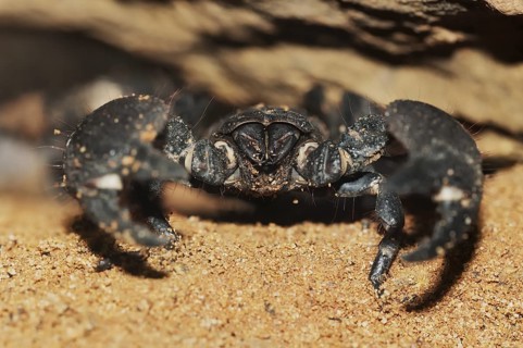 Emperor scorpion (Pandinus imperator), captive, occurrence in Africa