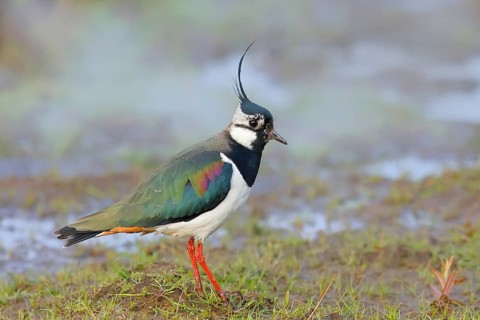 Northern lapwing (Vanellus vanellus), in a wet meadow, Ochsenmoor on Lake Duemmer, Lower Saxony,