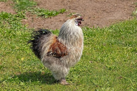 Silk grouse cock, Wittorf, Samtgemeinde Bardowick, Lower Saxony, Germany, Europe