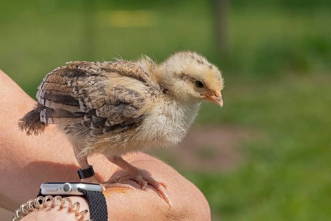 Pedigree chicken chick sitting on arm, Wittorf, Samtgemeinde Bardowick, Lower Saxony, Germany,