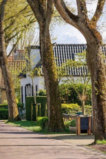 Long walkway along large trees surrounding small gardens and houses in spring, historic houses and