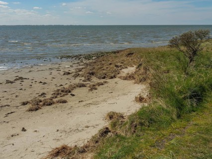 Sandy beach beach with grass and a small bush bordering the sea under a cloudy sky, dune and beach