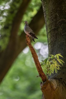 Stock Dove (Columba oenas), Emsland, Lower Saxony, Germany, Europe