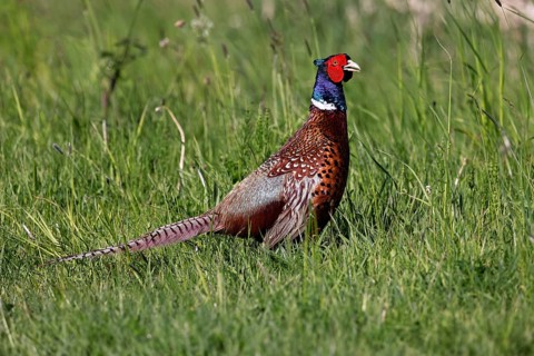Pheasant (Phasianus colchicus), male in splendour plumage in a meadow, hunting pheasant,