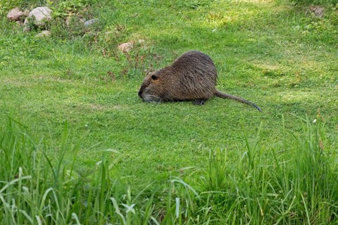 Nutria (Myocastor coypus) grazing, lawn, Boizenburg, Mecklenburg-Vorpommern, Germany, Europe