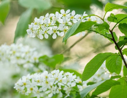 European Bird Cherry (Prunus padus), flowers and leaves, Lower Saxony, Germany, Europe