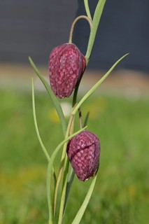 Snake's head fritillary (Fritillaria meleagris), flowers in a meadow, inflorescence, early bloomer,