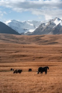 Glaciated and snow-covered mountains, yaks grazing on the plateau in autumnal mountain landscape