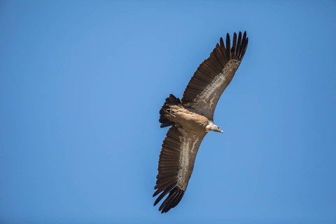 Griffon vulture (Gyps fulvus), Monfraguee National Park, Extremadura, Castilla La Mancha, Spain,