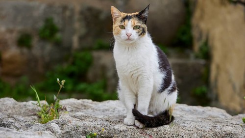 Sitting cat with colourful spots on a stone wall, near Grand Master's Palace, Knights' Town, Rhodes