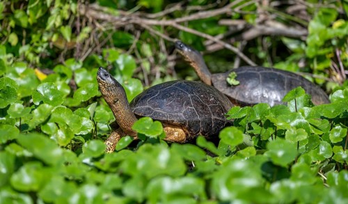 Two American tortoises (Rhinoclemmys funerea) among aquatic plants, Tortuguero National Park, Costa