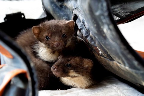 Beech marten (Martes foina), practical animal welfare, two young animals in a transport box in a