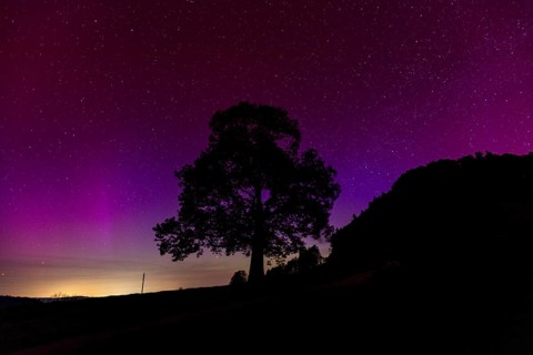 Silhouette of lime tree in front of aurora borealis, northern lights due to solar storm,