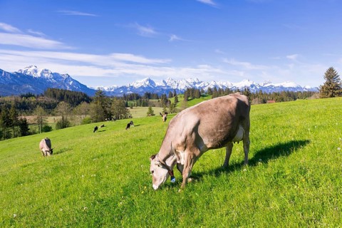 Dairy cows on a pasture, snow-covered mountains, hiking area, forest, trees, Allgaeu Alps, near