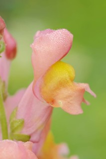 Common snapdragon (Antirrhinum majus), flower, ornamental plant, North Rhine-Westphalia, Germany,