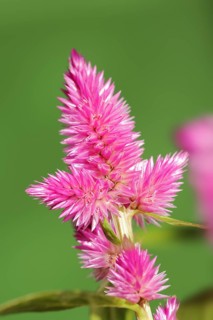 Plumose celosia (Celosia argentea var. plumosa), inflorescence, ornamental plant, North