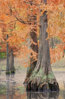 Bald cypress (Taxodium distichum) in autumn, North Rhine-Westphalia, Germany, Europe