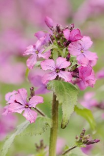 Dame's rocket (Hesperis matronalis), flowers, North Rhine-Westphalia, Germany, Europe