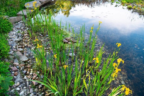 Yellow iris (Iris pseudacorus), by a pond in a natural garden, practical nature conservation,