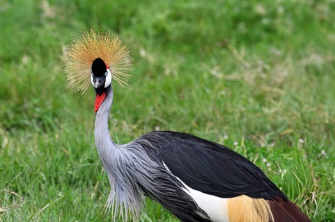 Black crowned crane (Balearica pavonina) Ngorongoro Crater, Ngorongoro Conservation Area, Tanzania,