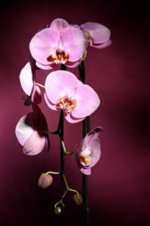 Pink orchid (Phalaenopsis) on dark purple background