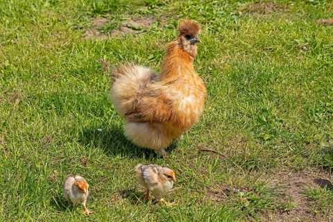 Silk hen with Wyandotte chick, hen, Wittorf, Samtgemeinde Bardowick, Lower Saxony, Germany, Europe