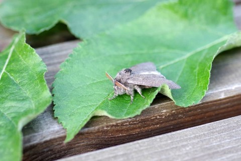 Beech moth (Calliteara pudibunda), male, moth, macro, antennae, The beech moth has grey wings and