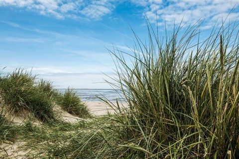 Marram grass (Ammophila arenaria) on dune and beach, Wadden Sea, Schillig, Wangerland, East Frisia,
