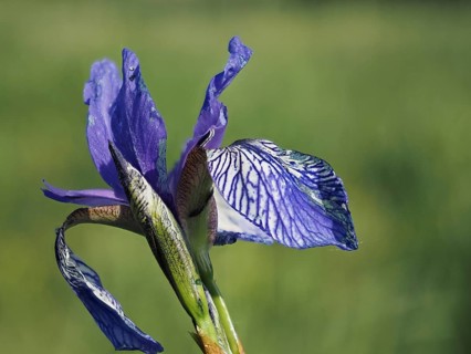 Siberian iris (Iris sibirica), close-up with focus stacking, near Irdning, Ennstal, Styria,