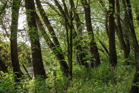 Trees, biosphere reserve, Boizenburg, Mecklenburg-Western Pomerania, Germany, Europe