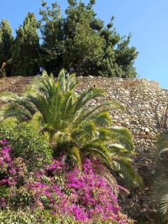 Stone wall of an old ruin surrounded by palm trees, bougainvillea and a cypress under a blue sky,