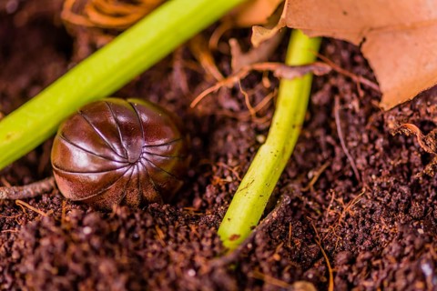 Pill bug on soil, adjacent to green vegetation and dry leaves, in Thailand