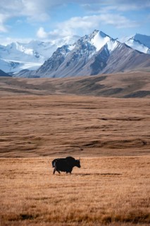 Glaciated and snow-covered mountains, yak on the plateau in autumnal mountain landscape with yellow