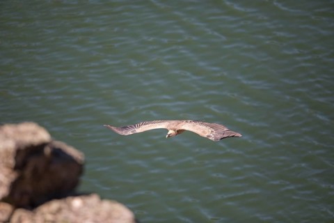 Griffon vulture (Gyps fulvus), Monfraguee National Park, Extremadura, Castilla La Mancha, Spain,