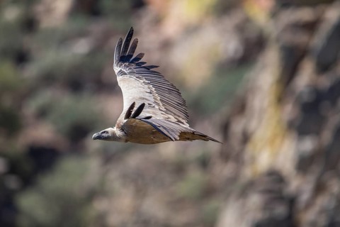 Griffon vulture (Gyps fulvus), Monfraguee National Park, Extremadura, Castilla La Mancha, Spain,